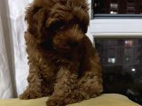 Erkek Red Toy Poodle Yavrumuz