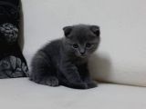Safkan Dişi Scottish Fold