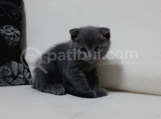 Safkan Dişi Scottish Fold görsel