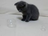 Safkan Dişi Scottish Fold