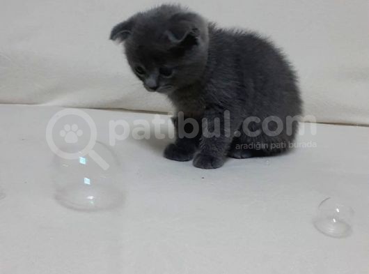 Safkan Dişi Scottish Fold görsel