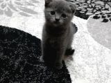 Safkan Dişi Scottish Fold