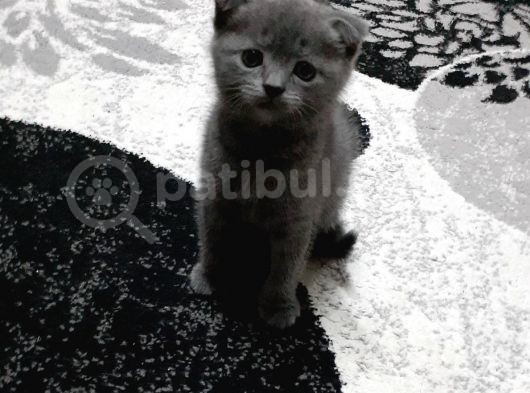 Safkan Dişi Scottish Fold
