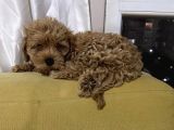 Di̇şi̇ Toy Poodle Yavrumuz