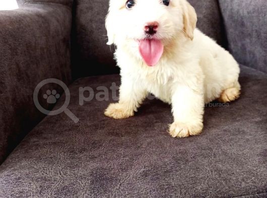 Maltesse Terri̇er görsel