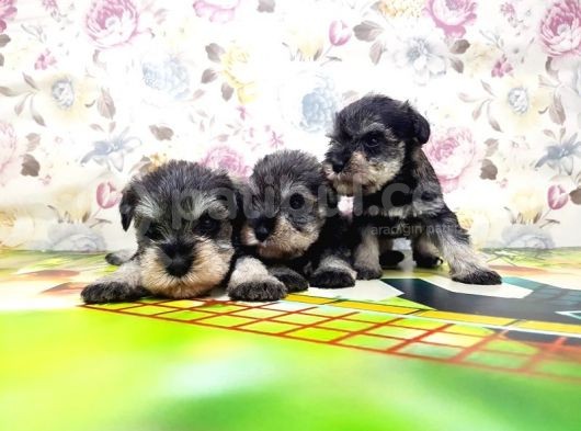 Resmi̇ Üreti̇ci̇den Mi̇nyatür Schnauzer Yavrular görsel