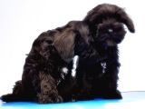 Mükemmel Kali̇tede Mi̇nyatür Schnauzer Yavrular