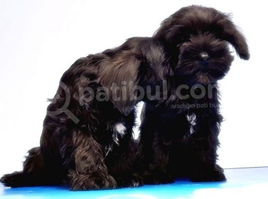 Mükemmel Kali̇tede Mi̇nyatür Schnauzer Yavrular görsel