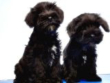 Mükemmel Kali̇tede Mi̇nyatür Schnauzer Yavrular