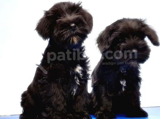 Mükemmel Kali̇tede Mi̇nyatür Schnauzer Yavrular görsel