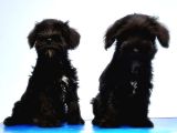 Mükemmel Kali̇tede Mi̇nyatür Schnauzer Yavrular