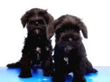 Mükemmel Kali̇tede Mi̇nyatür Schnauzer Yavrular