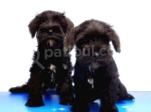 Mükemmel Kali̇tede Mi̇nyatür Schnauzer Yavrular görsel
