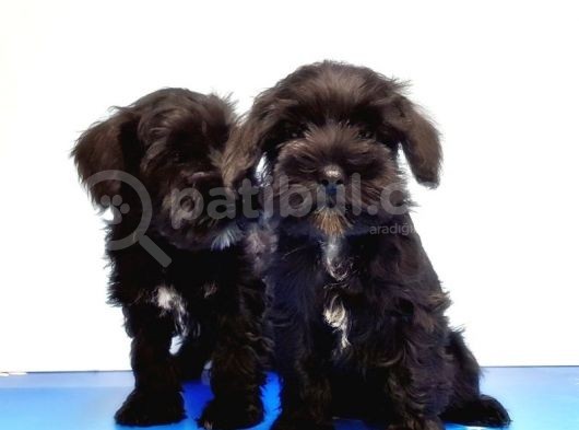 Mükemmel Kali̇tede Mi̇nyatür Schnauzer Yavrular görsel