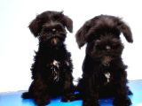 Mükemmel Kali̇tede Mi̇nyatür Schnauzer Yavrular