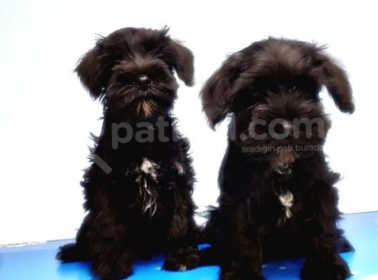 Mükemmel Kali̇tede Mi̇nyatür Schnauzer Yavrular