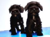 Mükemmel Kali̇tede Mi̇nyatür Schnauzer Yavrular