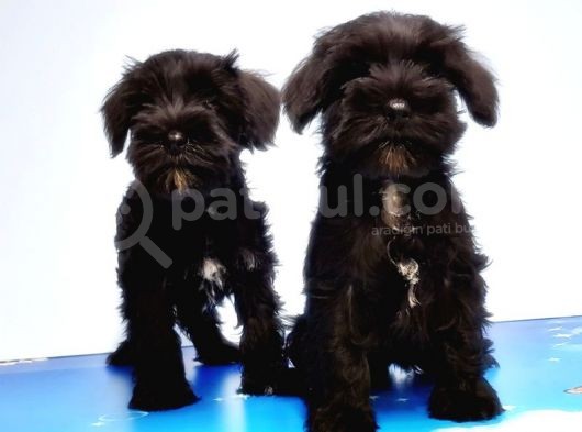 Mükemmel Kali̇tede Mi̇nyatür Schnauzer Yavrular görsel