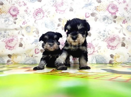 Resmi̇ Üreti̇ci̇den Mi̇nyatür Schnauzer Yavrular görsel