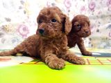 Resmi̇ Üreti̇ci̇den Red Toy Poodle Yavrular