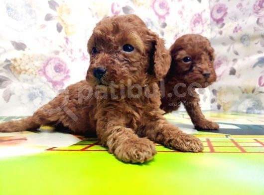Resmi̇ Üreti̇ci̇den Red Toy Poodle Yavrular görsel