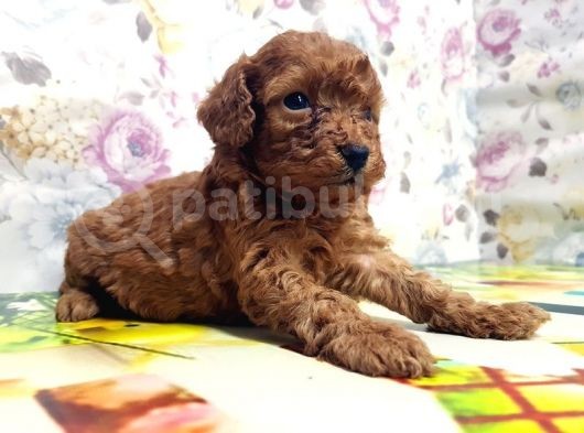 Resmi̇ Üreti̇ci̇den Red Toy Poodle Yavrular görsel