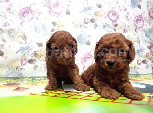 Resmi̇ Üreti̇ci̇den Red Toy Poodle Yavrular görsel