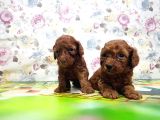 Resmi̇ Üreti̇ci̇den Red Toy Poodle Yavrular
