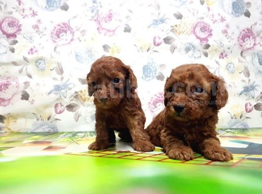 Resmi̇ Üreti̇ci̇den Red Toy Poodle Yavrular görsel