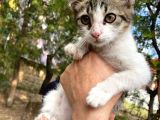 2 Aylık Minik Yuva Arıyor