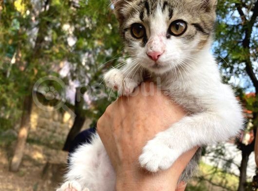2 Aylık Minik Yuva Arıyor