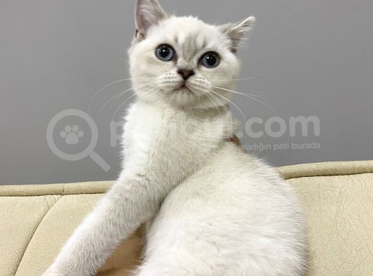 British Kedi Yavrusu görsel