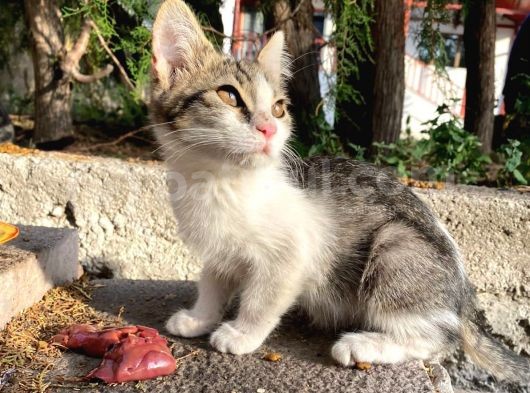 2 Aylık Minik Yuva Arıyor görsel