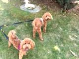 10 Aylık Poodle