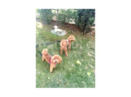 10 Aylık Poodle görsel