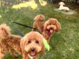 10 Aylık Poodle