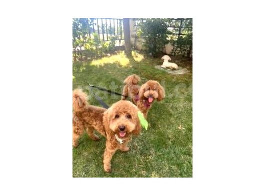 10 Aylık Poodle görsel