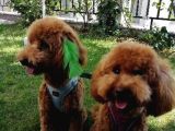 10 Aylık Poodle