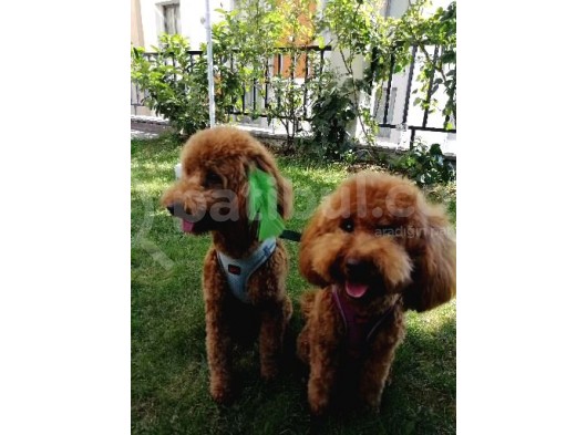 10 Aylık Poodle görsel