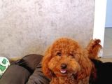 10 Aylık Poodle