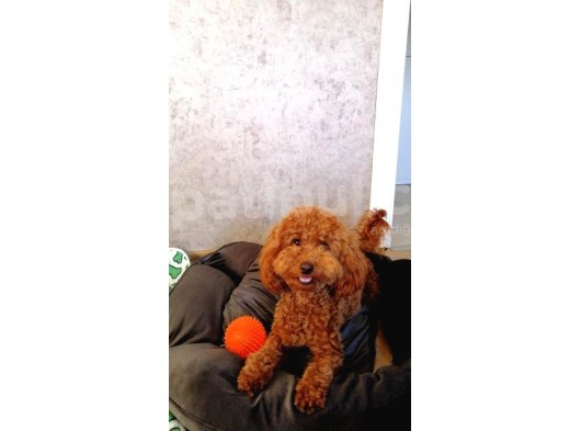 10 Aylık Poodle