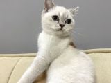 British Kedi Yavrusu