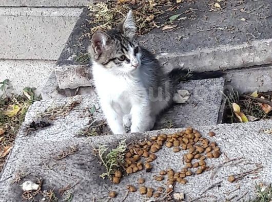 2 Aylık Minik Yuva Arıyor görsel