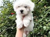 Mini Boyut Sevimli Maltese Yavrular