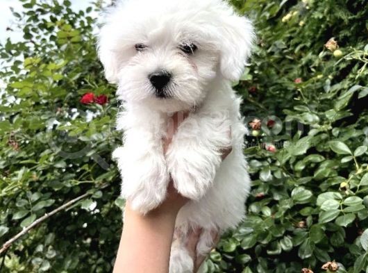 Mini Boyut Sevimli Maltese Yavrular