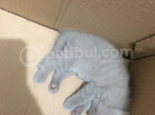 Kendi Kedilerimizin Yavruları görsel