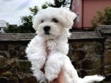Mini Boyut Sevimli Maltese Yavrular
