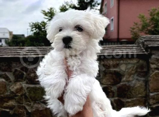 Mini Boyut Sevimli Maltese Yavrular görsel