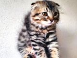 Safkan Scottish Fold Long Hair Orijinal Yavrular