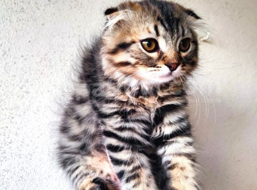 Safkan Scottish Fold Long Hair Orijinal Yavrular